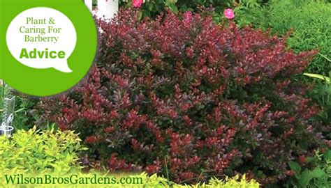 burberry mshrubs|best fertilizer for barberry bushes.